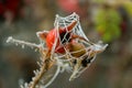 Rose Hips with frozen spiderweb