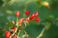 Rose hips in the garden