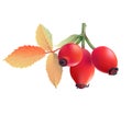 Rose hips.