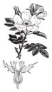 Rose hips or rose haw, vintage engraving