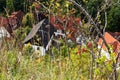 Rose hips and high grasses above houses