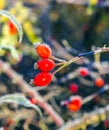 Rose hips with hoar frost in winter Royalty Free Stock Photo