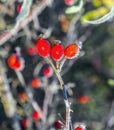 Rose hips with hoar frost in winter Royalty Free Stock Photo