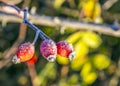 Rose hips with hoar frost in winter Royalty Free Stock Photo