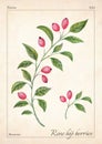 Rose hips isolated watercolor illustration. Rose hip isolated watercolor illustration for advertise, magazine. Rose hip