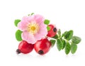 Rose hips isolated on white background Royalty Free Stock Photo