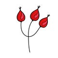 Rose hips isolated on white background. Vector hand-drawn illustration Royalty Free Stock Photo