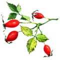 Rose hips isolated on white background