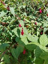 Rose hips - medicinal plant material; fruits of various types of wild rose collected during the ripening period