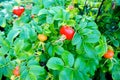 Rose hips on plant.