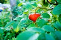 Rose hips on plant.