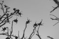 Rose hips plants. Beautiful background of plants. Gloomy and mystical spiny flower. Plant against the sky. Fractal plant.