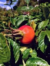 Rose Hips on the plants Royalty Free Stock Photo