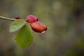 Rose hips in the rain Royalty Free Stock Photo