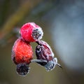 Rose hips with rime frost