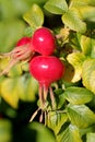 Rose Hips of Rosa Rugosa in Autumn Royalty Free Stock Photo