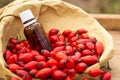 Rose-hips and rose hip seed oil on the wooden table. Rose hip  commonly known as rose hip Rosa canina. Royalty Free Stock Photo