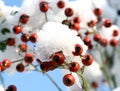 Rose hips in the snow