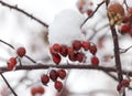 Rose hips in the snow in the winter Royalty Free Stock Photo