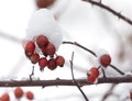 Rose hips in the snow in the winter Royalty Free Stock Photo