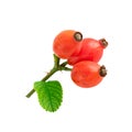 Rose hips three red ripe rosehips isolated on white Royalty Free Stock Photo