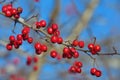 Wild fruits. Rose hips