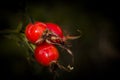 Rose hips