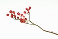 Rose Hips on White