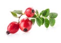 Rose hips Royalty Free Stock Photo