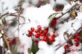 Rose hips in the white snow Royalty Free Stock Photo