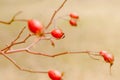 Rose hips of a wild rose bush Canine Rose among other rose hips in a forest in Spain in autumn. Selective focus on the fruit in