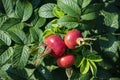 Rose hips on wild rose bush, close up. Rosa rugosa hips in summer