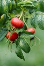 Rose Hips on Wild Rose Bush