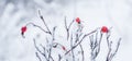 Rose Hips in Winter with nice Contrast Royalty Free Stock Photo