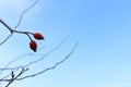 Rose hips in the winter Royalty Free Stock Photo