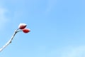 Rose hips in the winter Royalty Free Stock Photo