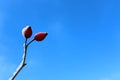 Rose hips in the winter Royalty Free Stock Photo