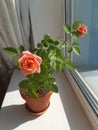 Rose at home in a pot. Spring and flowering plants. Home comfort. Royalty Free Stock Photo