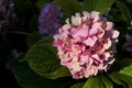 Rose Hydrangea with green leaves in the garden. Royalty Free Stock Photo