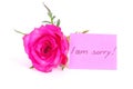 Rose with I am sorry note Royalty Free Stock Photo