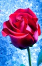 Rose on Ice Royalty Free Stock Photo
