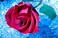 Rose on Ice Royalty Free Stock Photo