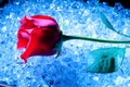 Rose on Ice Royalty Free Stock Photo