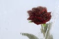 Rose in ice Royalty Free Stock Photo