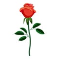 Rose icon, cartoon style Royalty Free Stock Photo