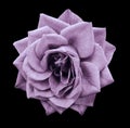 Rose ight violet flower on black isolated background with clipping path. no shadows. Closeup. For design.