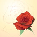 Rose illustration