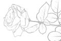Rose1. Illustration. Royalty Free Stock Photo