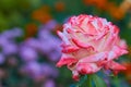 Rose Imperatrice Farah,variety Hybrid Tea mperatrice Farah in the garden in the evening