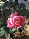 BEAUTIFUL PINK ROSE OF INDIA.Pink rose of the day.